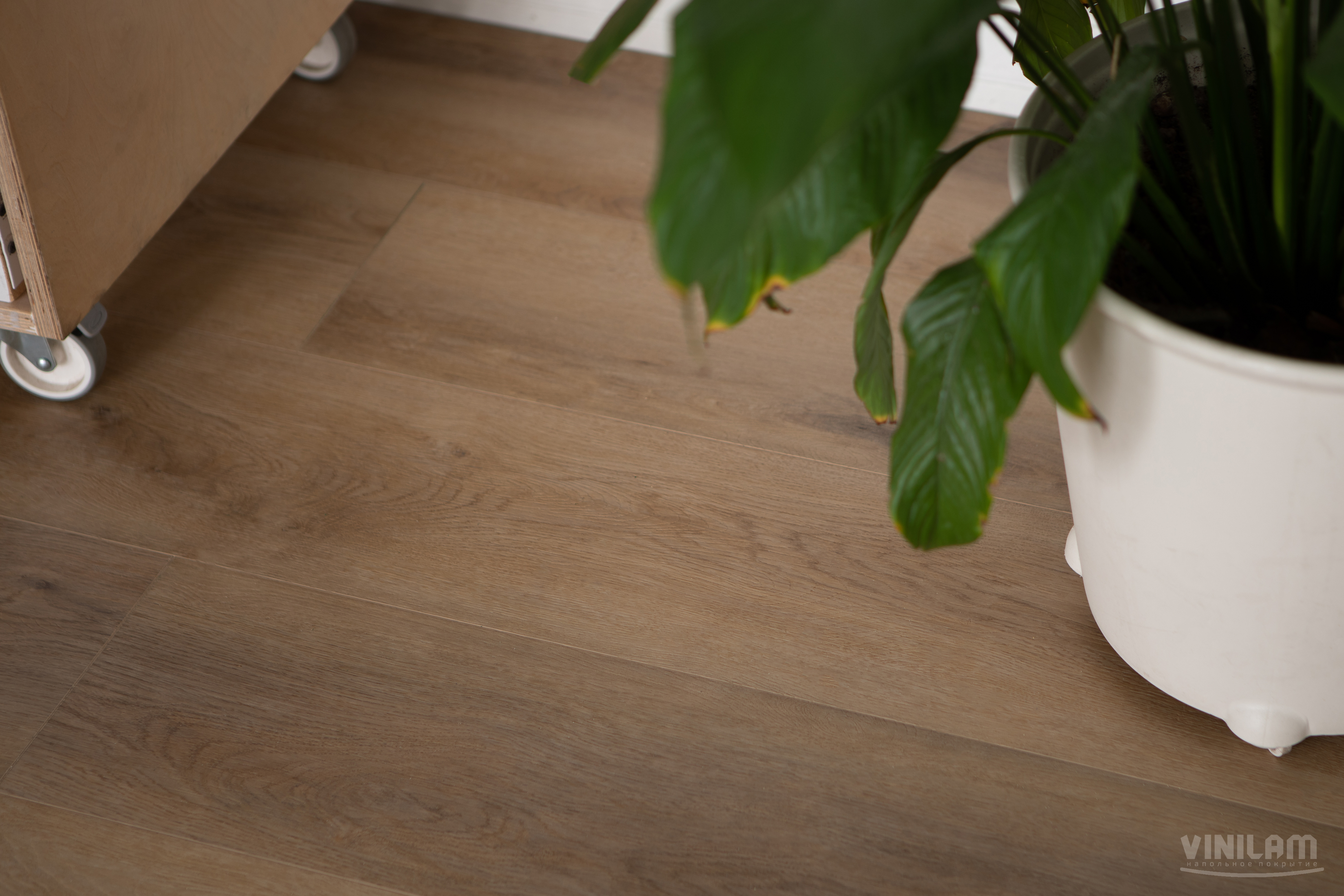 10130V Дуб Антверпен